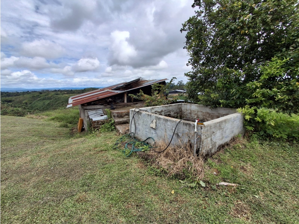 SE VENDE FINCA SECTOR HOJAS ANCHAS ARMENIA-QUINDIO — foto 4