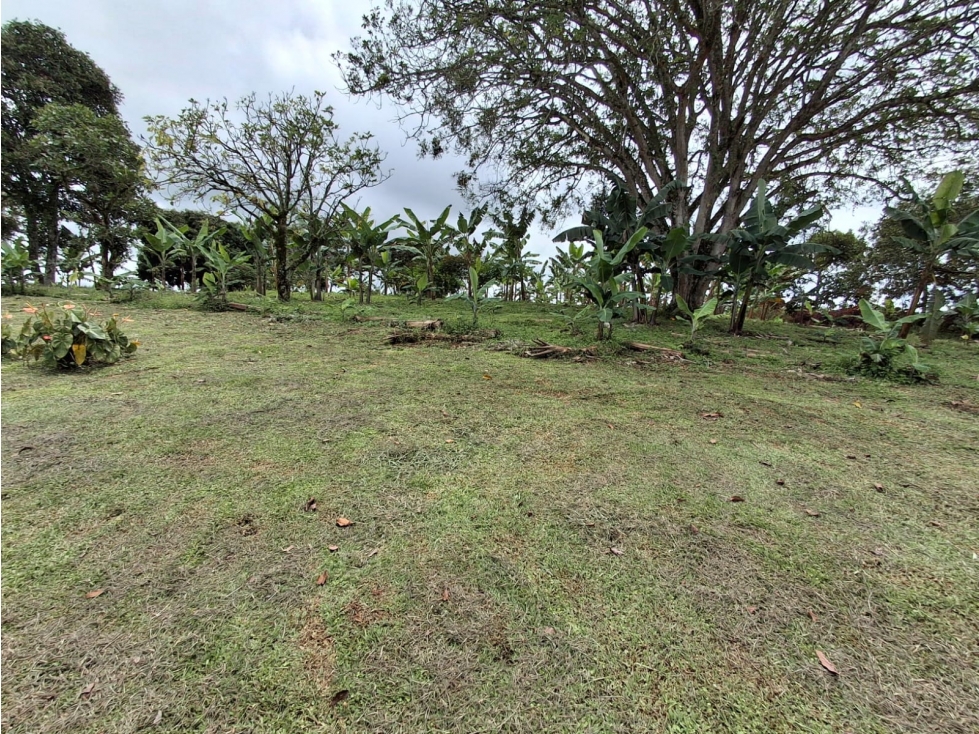 SE VENDE FINCA SECTOR HOJAS ANCHAS ARMENIA-QUINDIO — foto 6