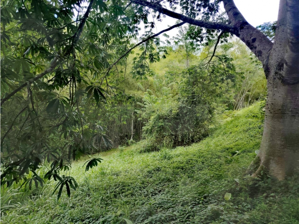 VENDEMOS LOTE CAMPESTRE MOCAWA, TEBAIDA QUINDÍO - 6