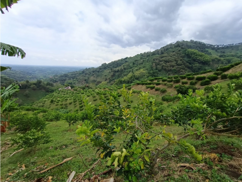 Se Vende Finca En Buenavista - Quindío - 3