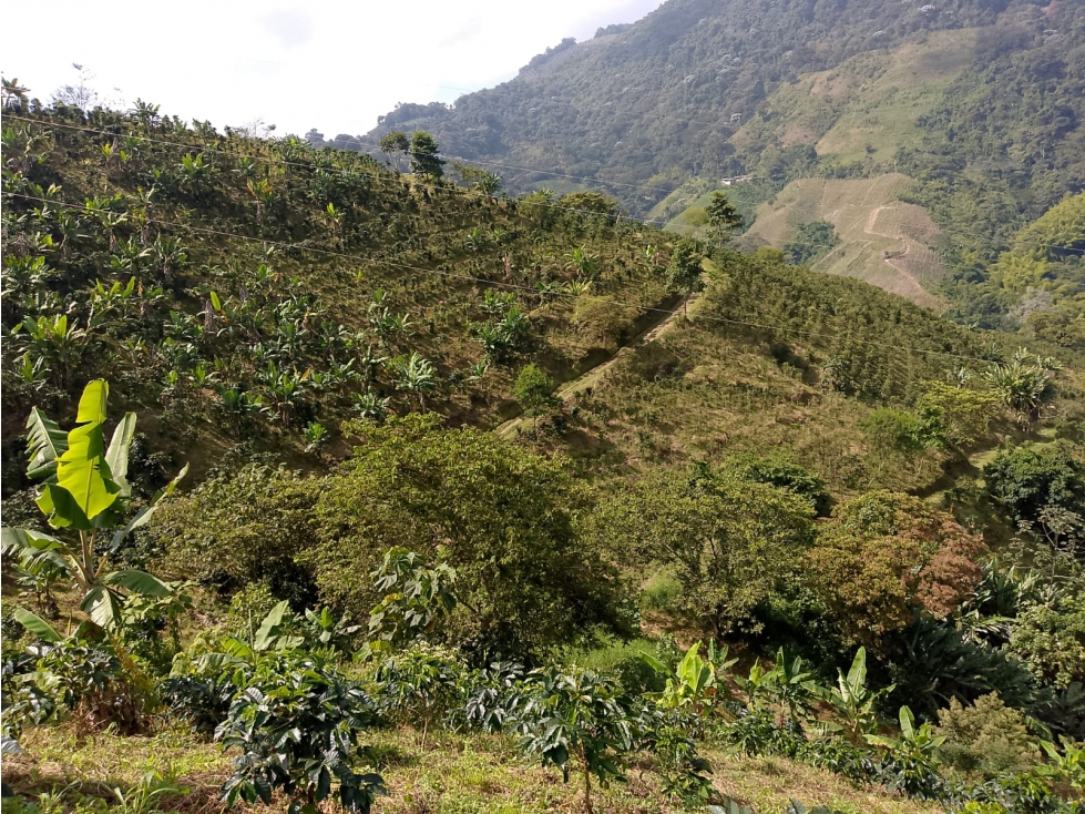 Se Vende Finca En Pijao Quindío - 4
