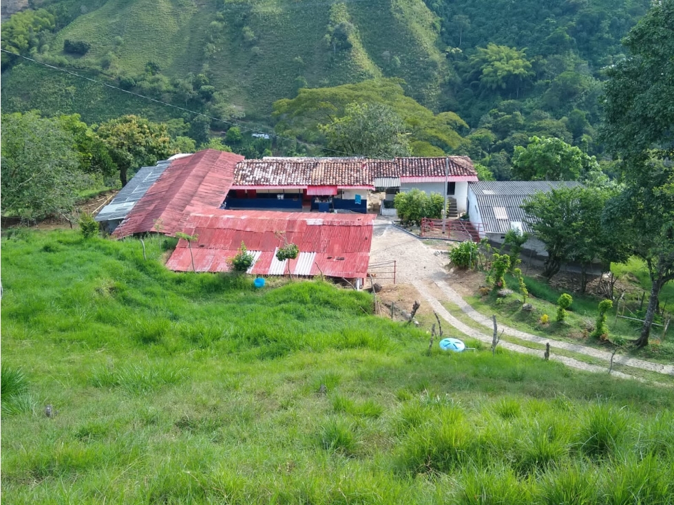 Se Vende Finca En Belalcázar Caldas - 4