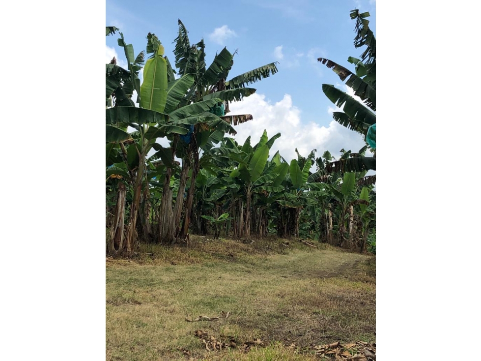 Se Vende Finca En Quimbaya - 6