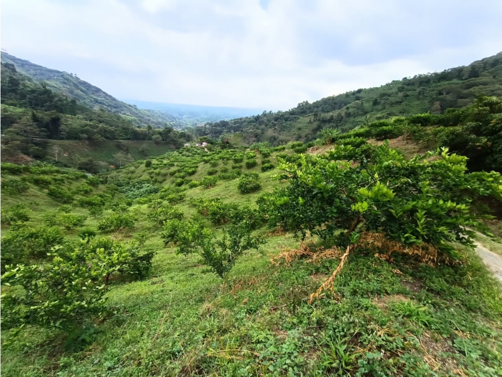 Se Vende Finca En Buenavista - Quindío - 4