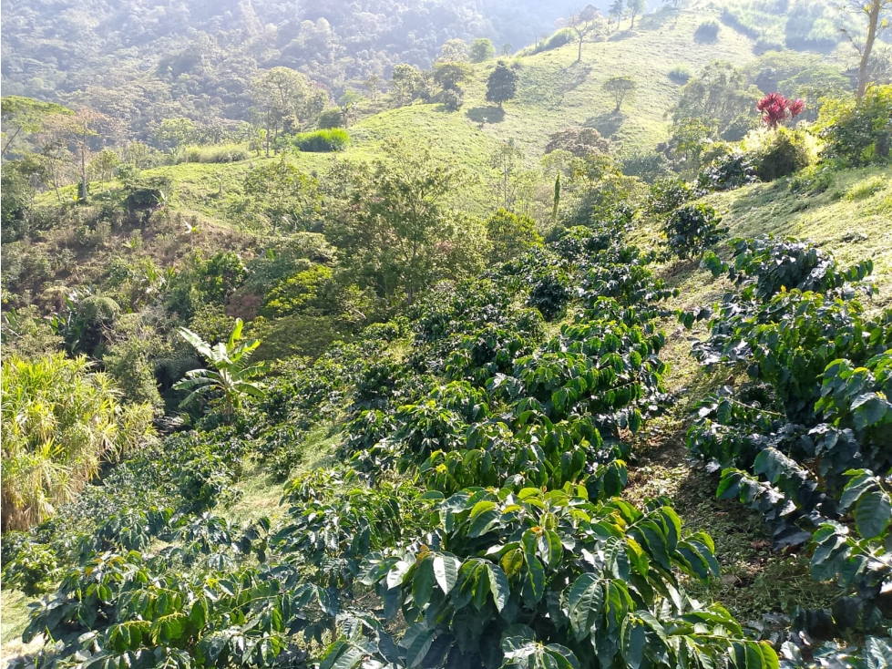 Se Vende Finca En Pijao Quindío - 3