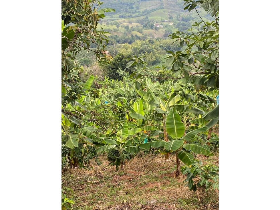 Se vende Finca En Caicedonia - Valle Del Cauca - 3