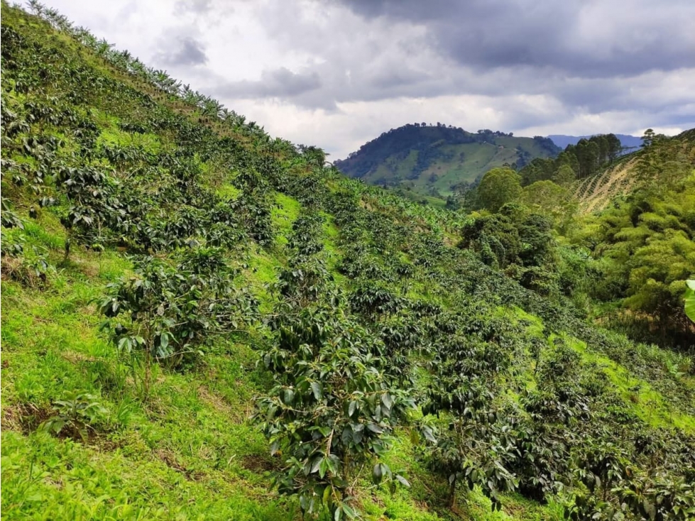Se Vende Finca En Santa Rosa De Cablal - Risaralda — foto 4