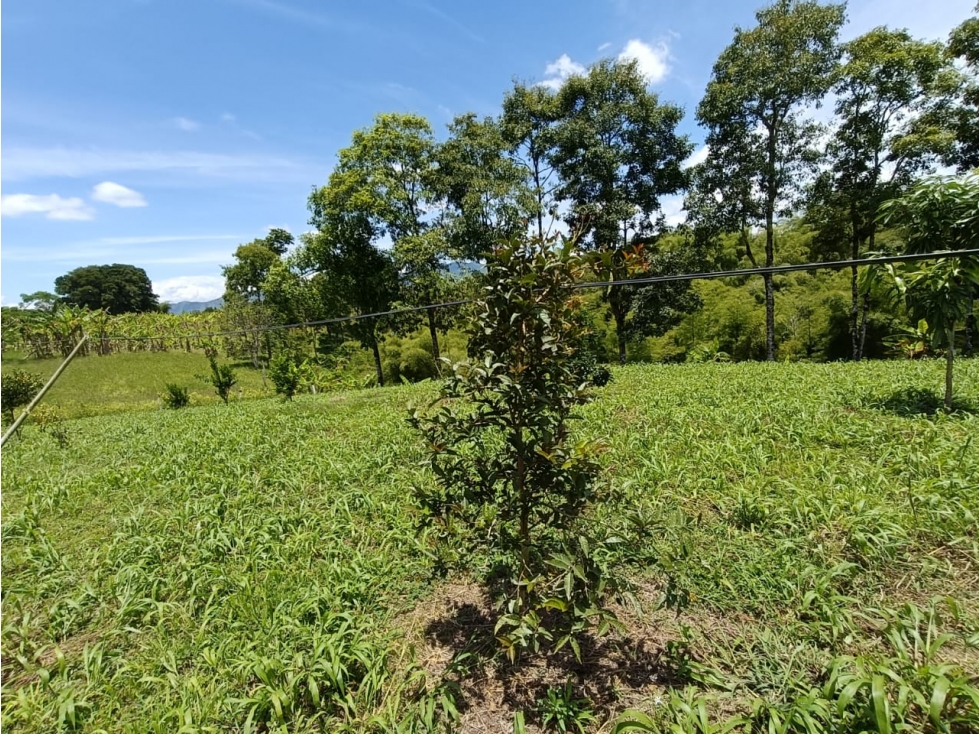 Se Vende Lote En Montenegro - Quindío — foto 6
