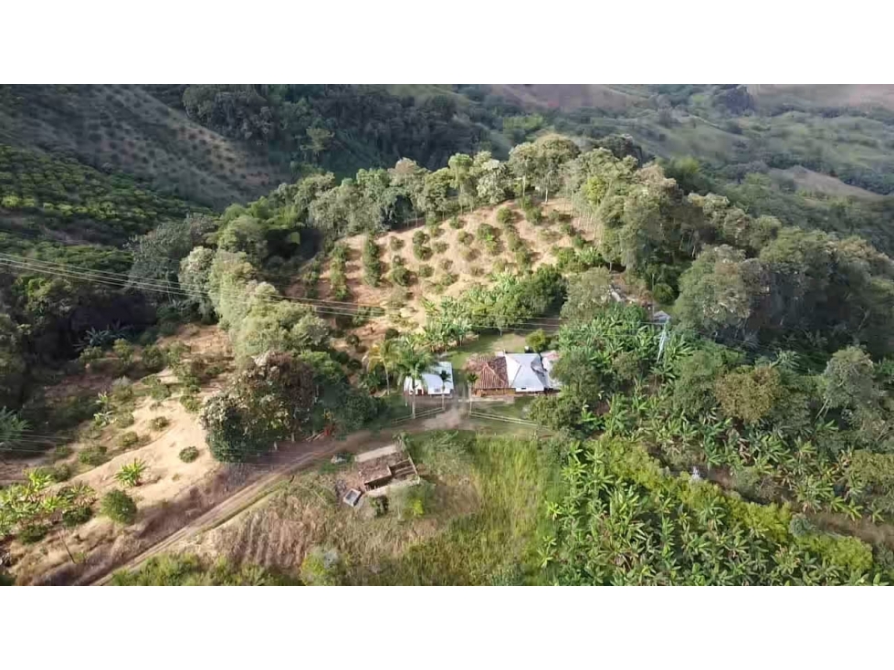 Se vende Finca Sevilla Valle del Cauca - 6