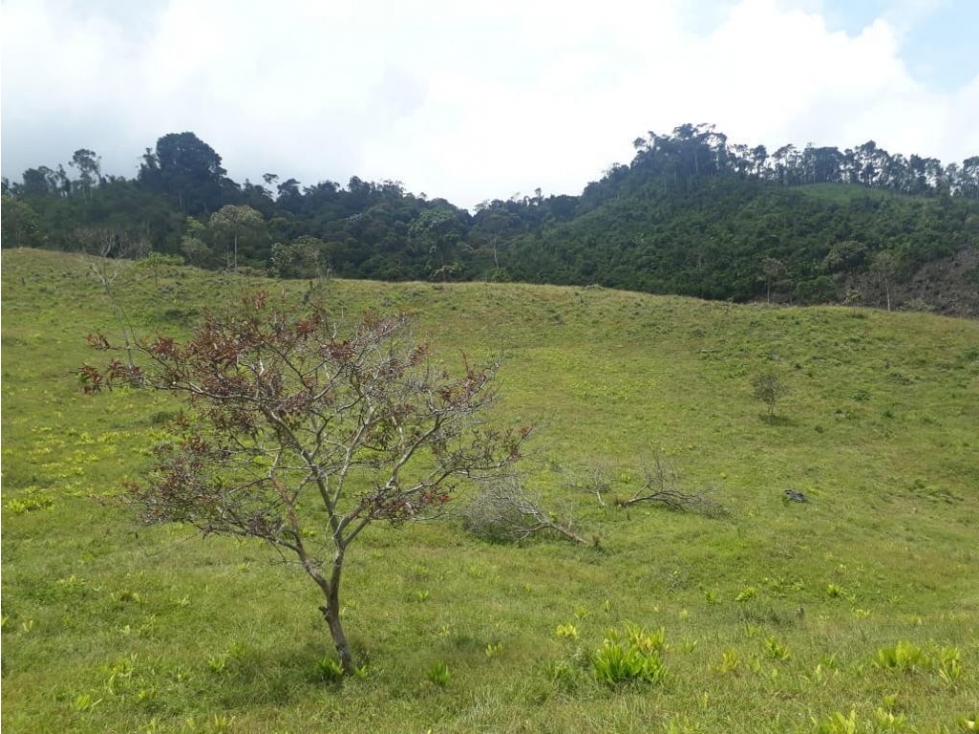 Se vende Finca Pueblo Rico Risaralda - 4