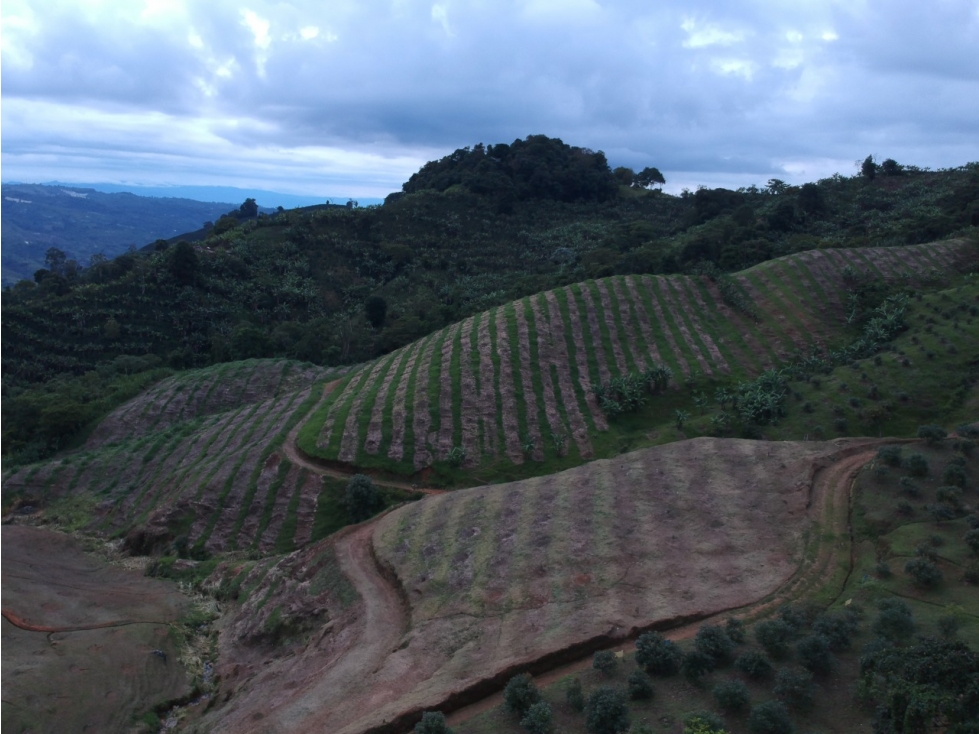 Se Vende Finca Caicedonia Valle del Cauca - 4