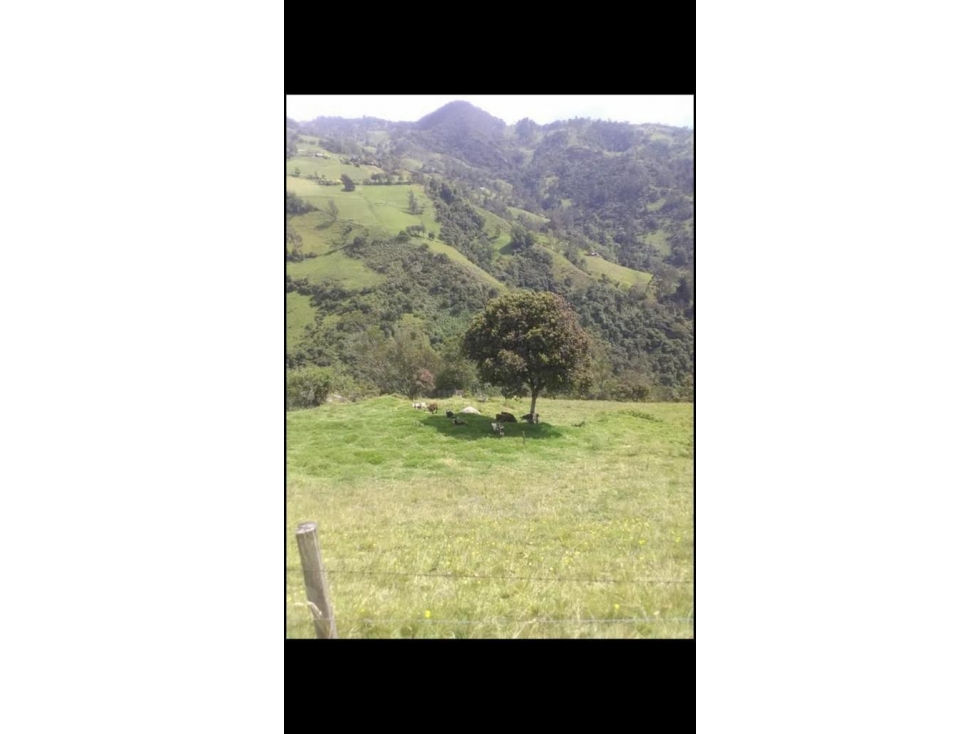 Se vende Finca Prado Tolima - 2