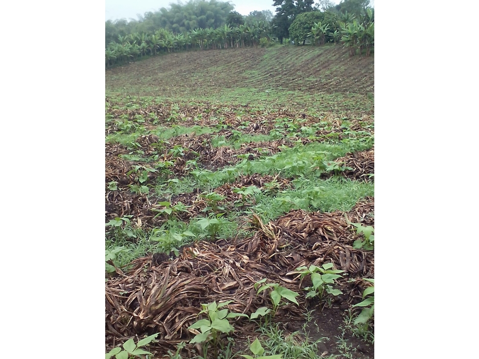 Se Vende Lote Armenia Vía Pueblo Tapao - 3