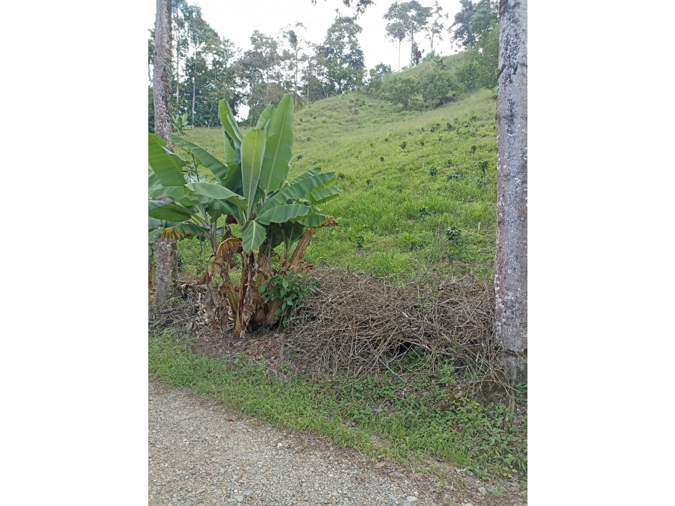 Se Vende Lote Cordoba Quindío - 6