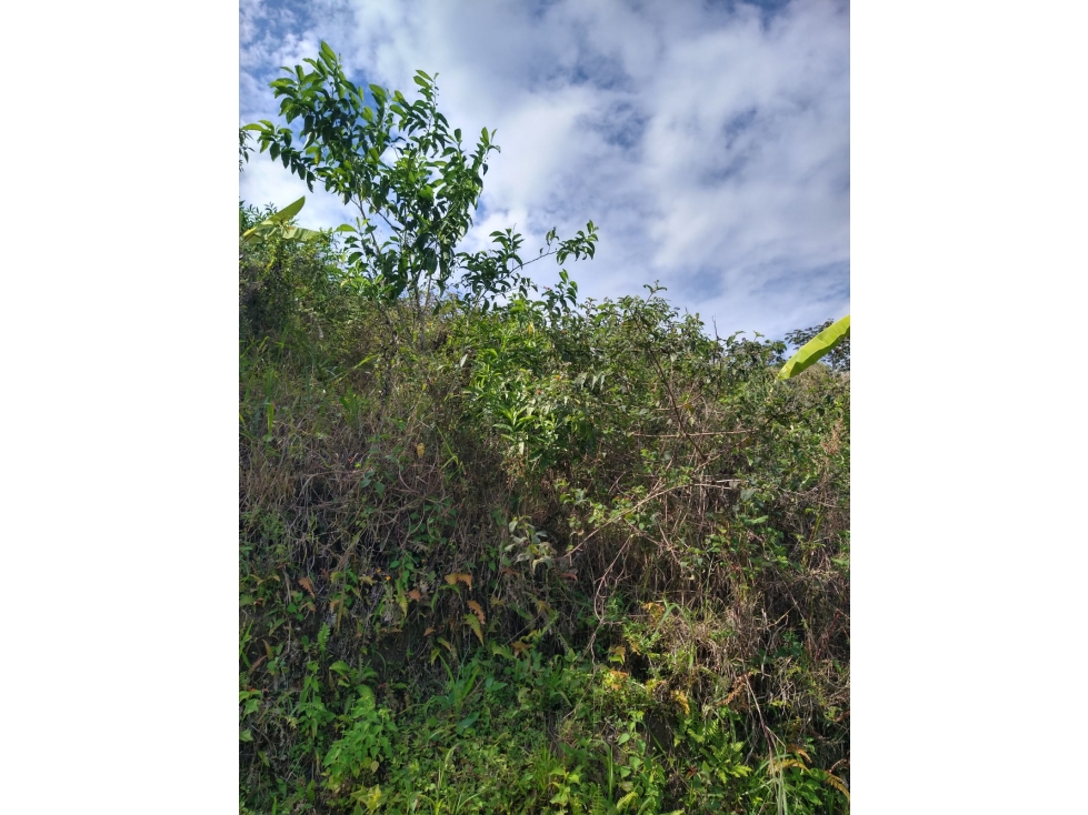 Se vende Finca En Caicedonia - Valle Del Cauca - 2
