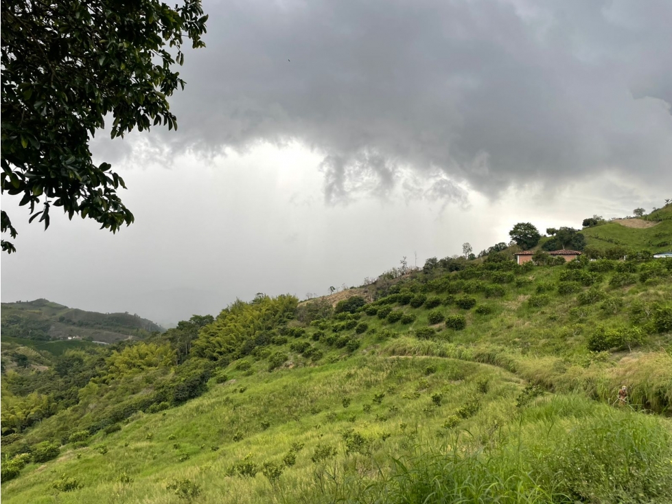 Se Vende Finca En Sevilla - Valle Del Cauca - 5