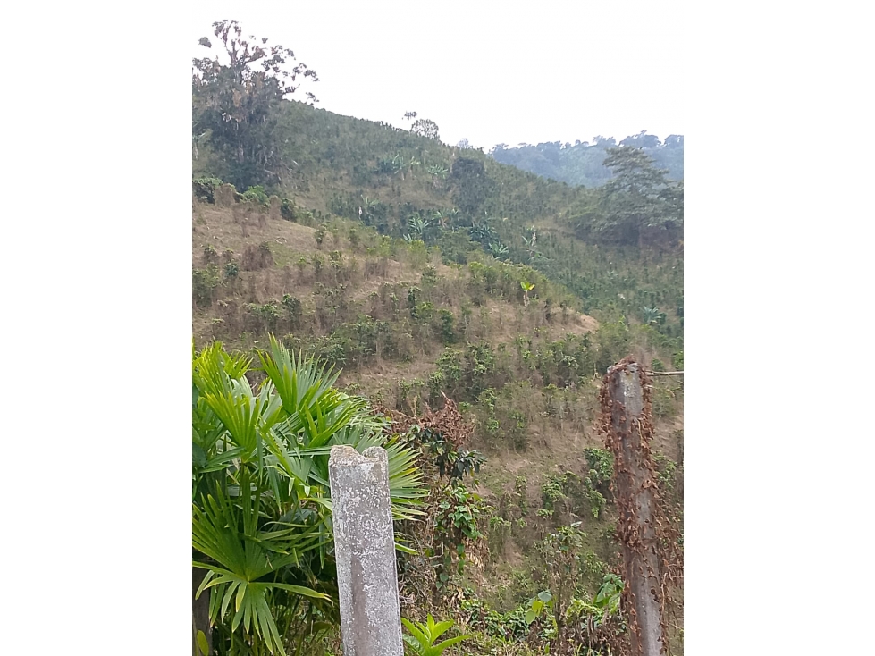 Se Vende Finca En Pijao Quindío - 6