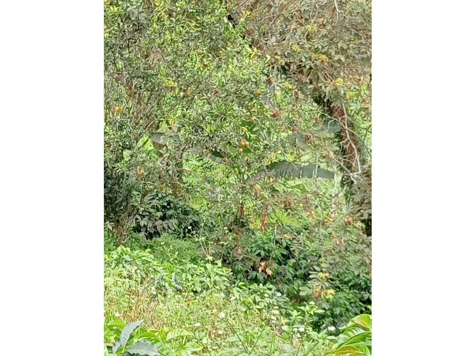 Se Vende Finca En Pijao Quindío - 2