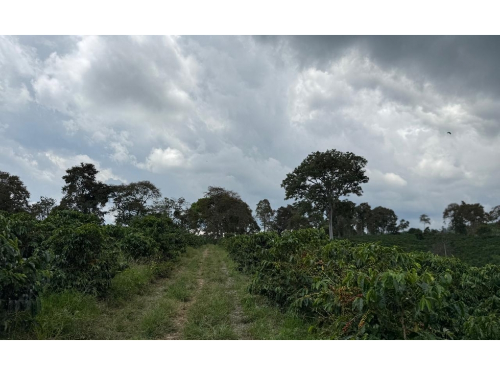 Se Vende Finca En Alcala - Valle Del Cauca - 3