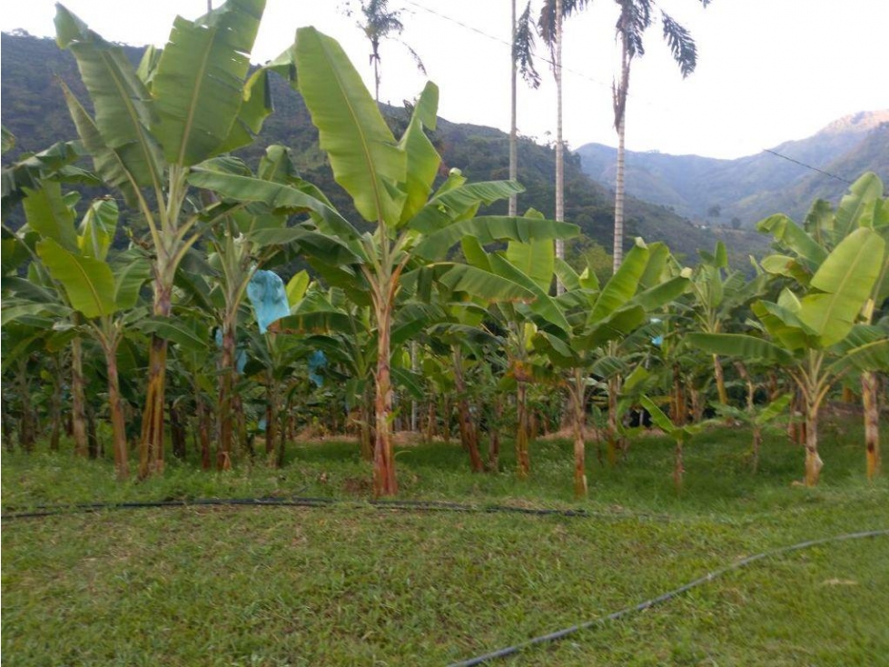 Se Vende Finca En Pijao - Quindío - 3