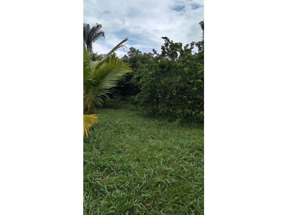 Se Vende Lote En Andalucia - Valle Del Cauca - 2