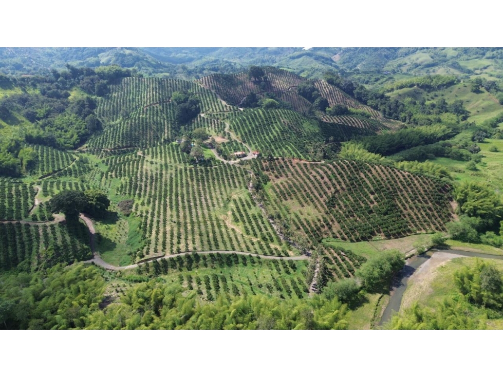 Se Vende Finca En Cítricos Vía Río Verde - Barragán - Quindío - 1