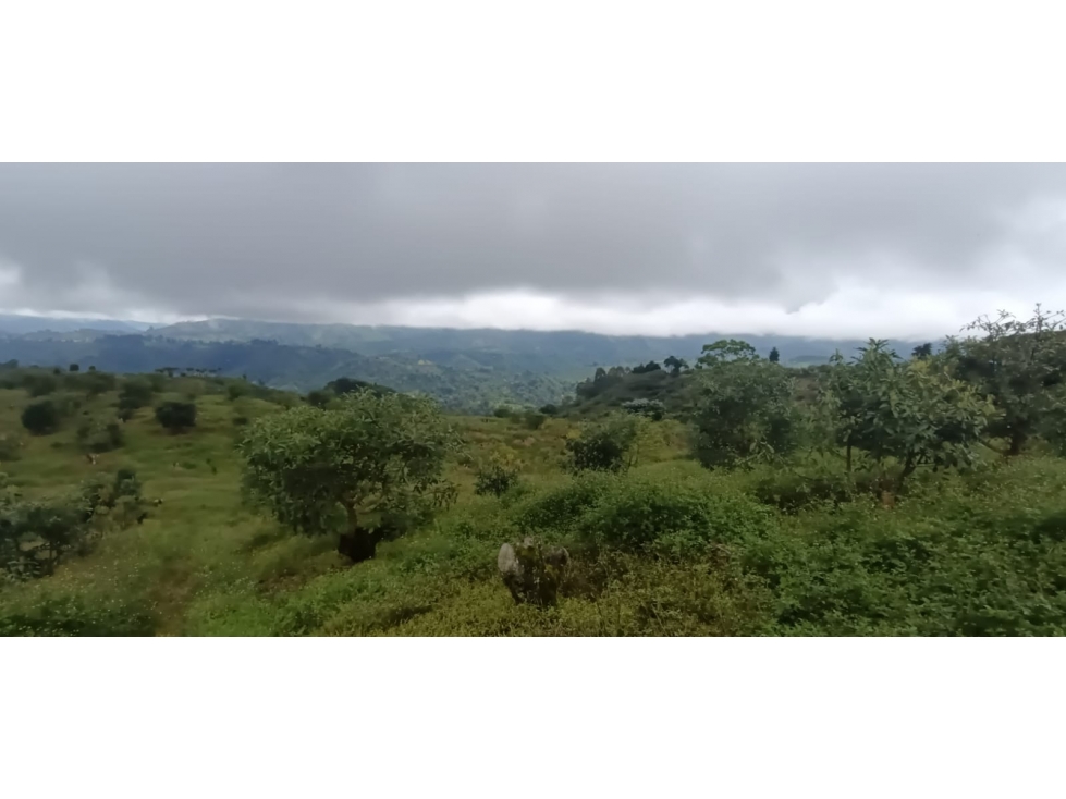Se Vende Finca En Circasia - Quindío — foto 6