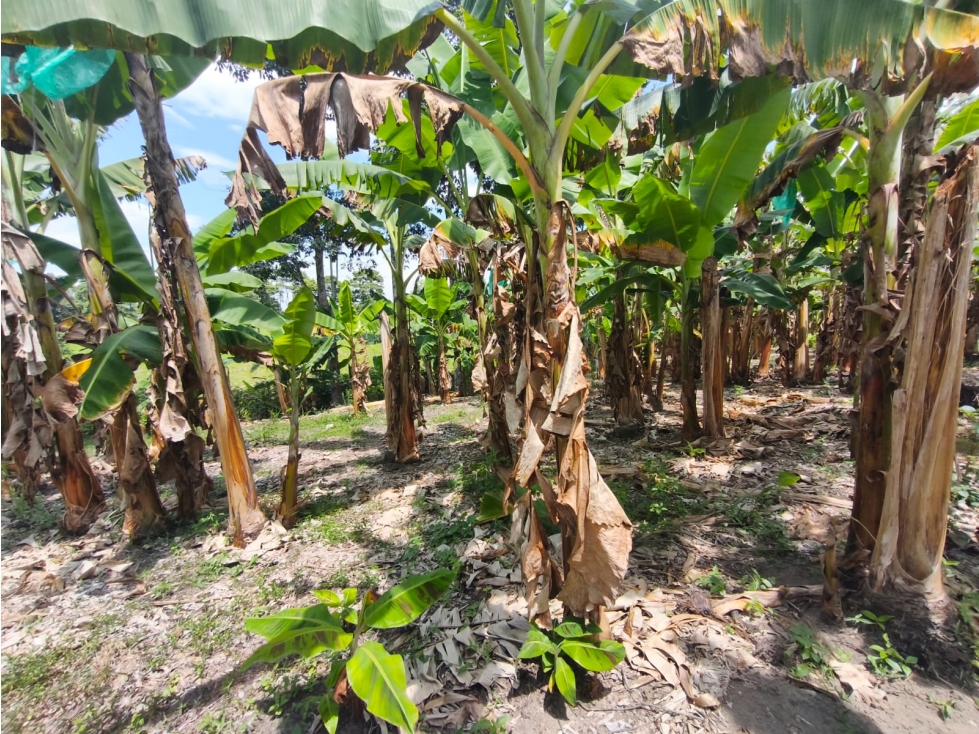 Se Vende Finca Ubicada en Armenia - Quindío.