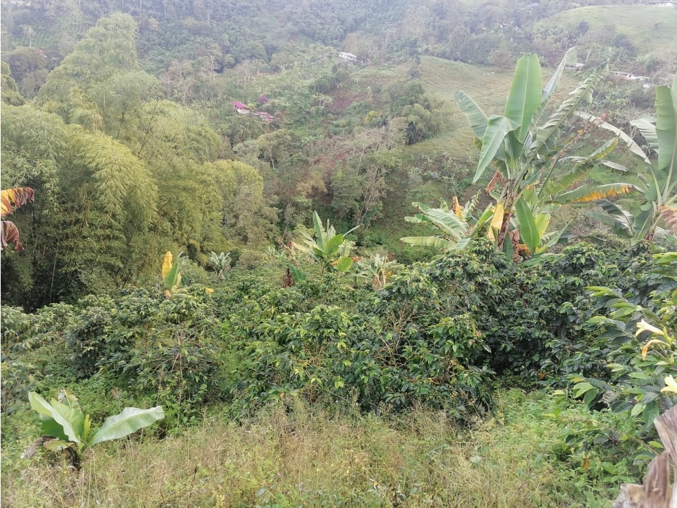 Se Vende Finca en Cordoba - Quindío. — foto 5