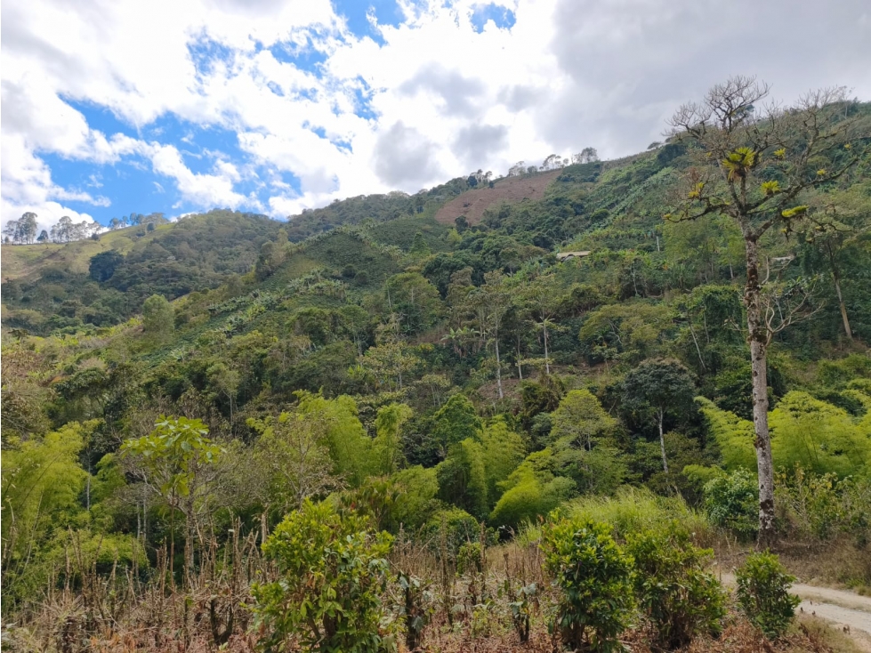 Se Vende Finca Ubicada en Genova - Quindío. - 1