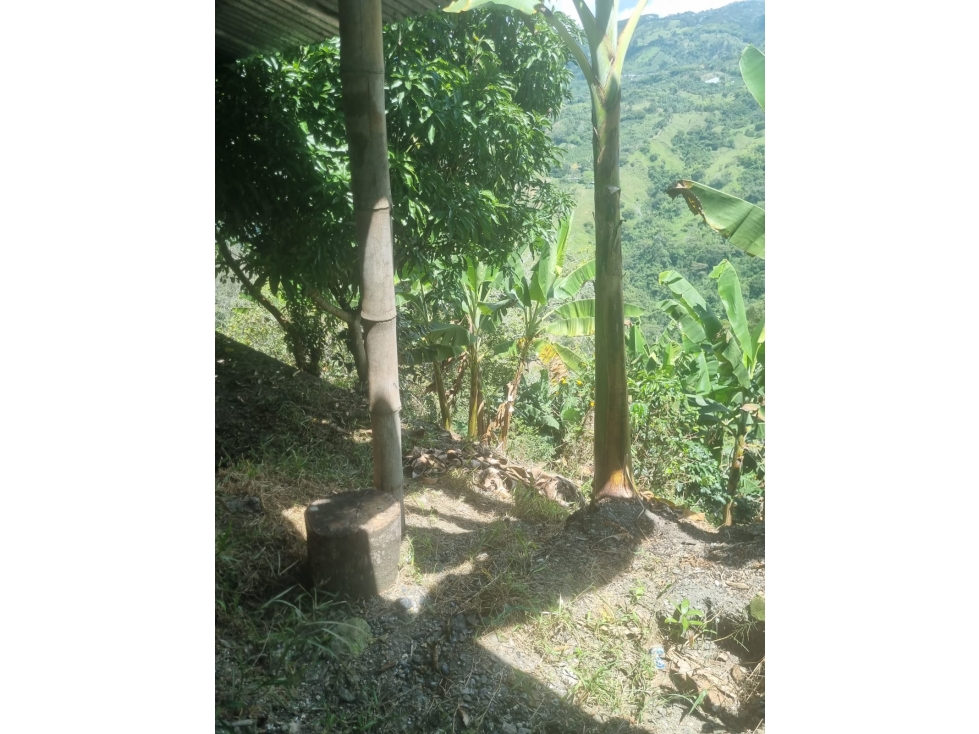 Se vende Finca Génova Quindío - 5