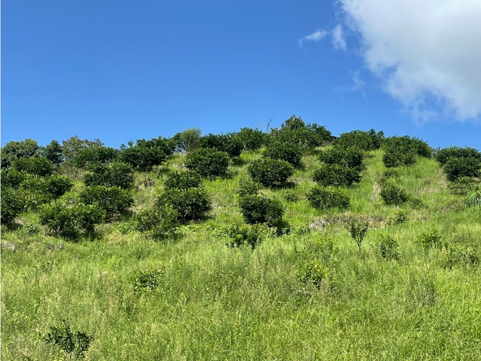 Se Vende Finca En Sevilla - Valle Del Cauca - 4