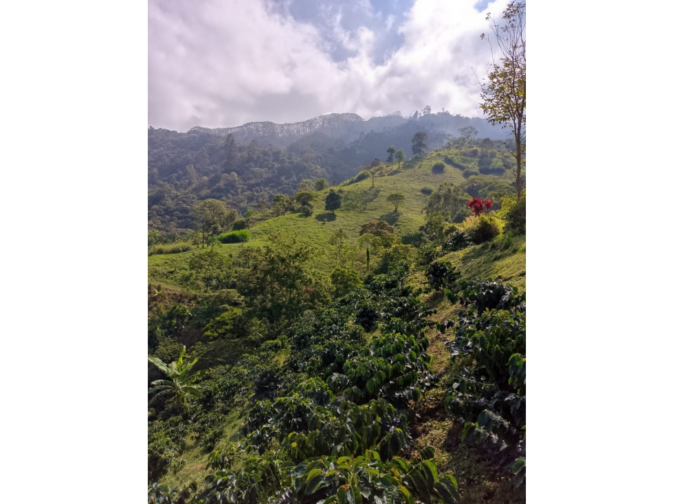 Se Vende Finca En Pijao Quindío - 5