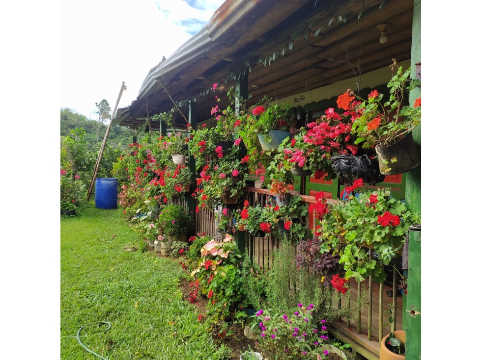 Se Vende Finca En Circasia - Quindío — foto 4