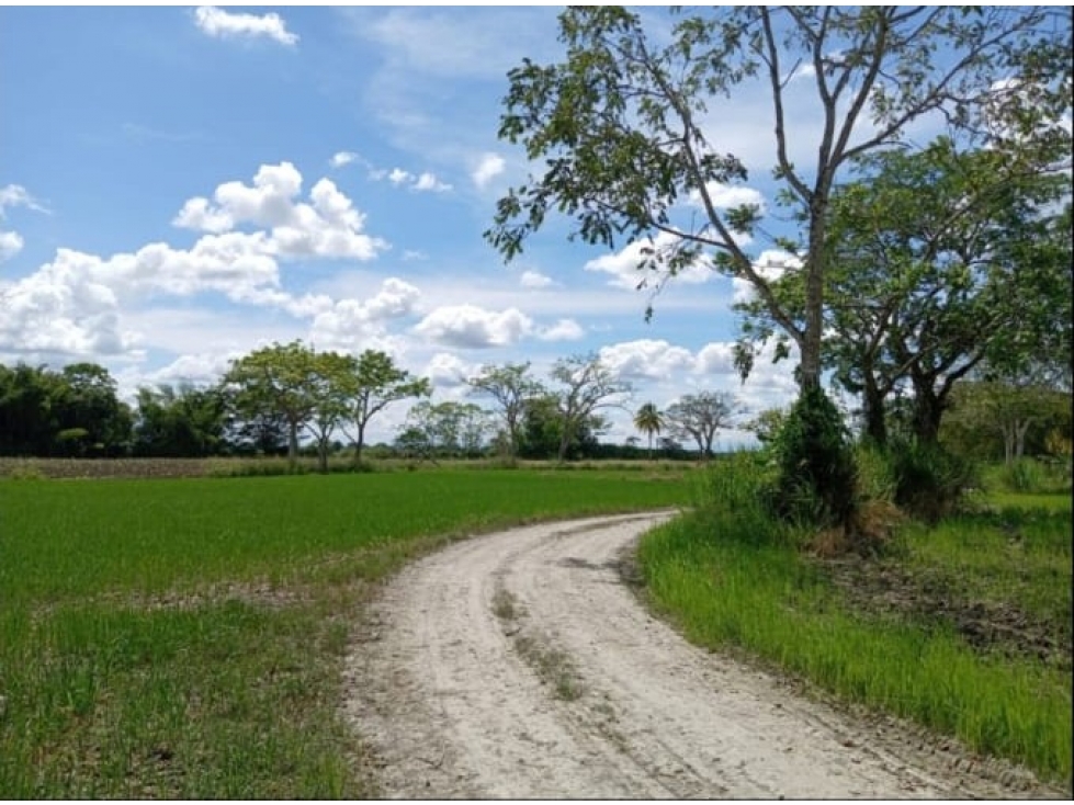 Se Vende Finca En Fuente de oro - Meta - 6