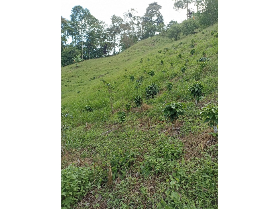 Se Vende Lote Cordoba Quindío - 3
