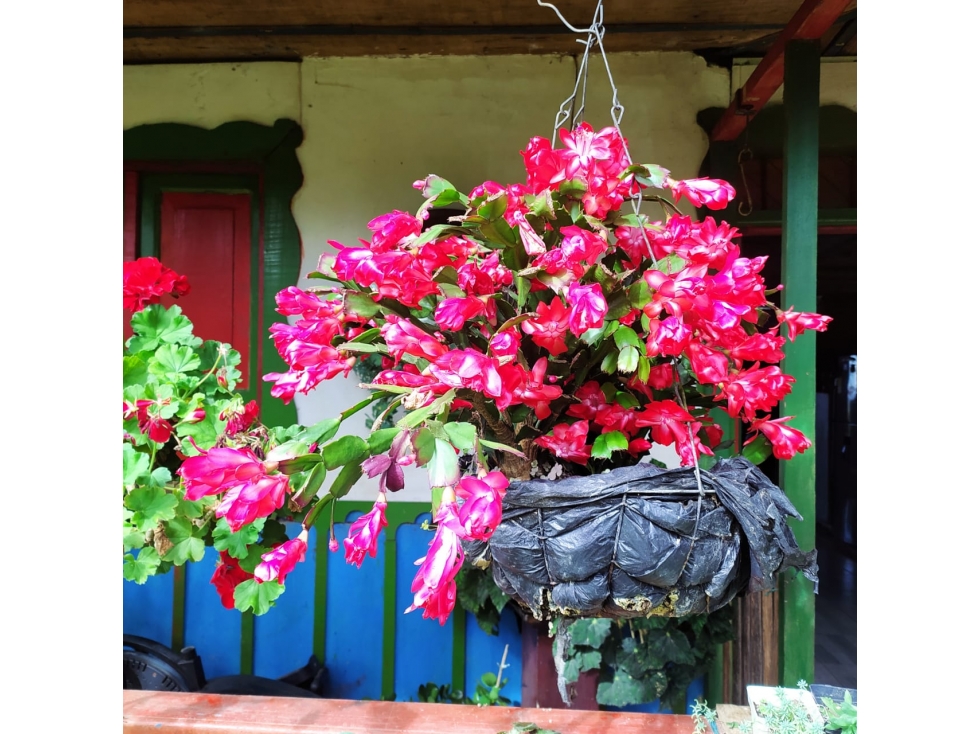 Se Vende Finca En Circasia - Quindío — foto 5