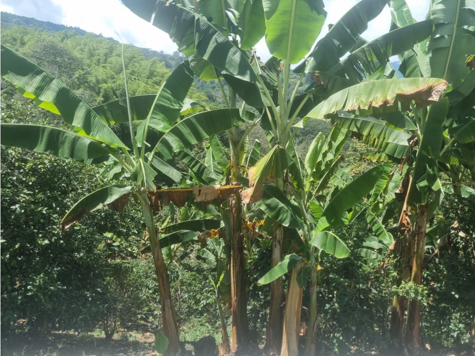 Se vende Finca Génova Quindío - 6