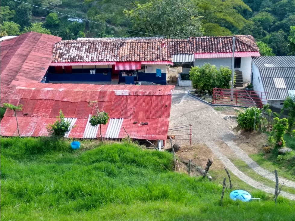 Se Vende Finca En Belalcázar Caldas - 5