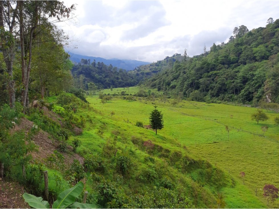 Se Vende Finca De 28 Cuadras En Salento - 2