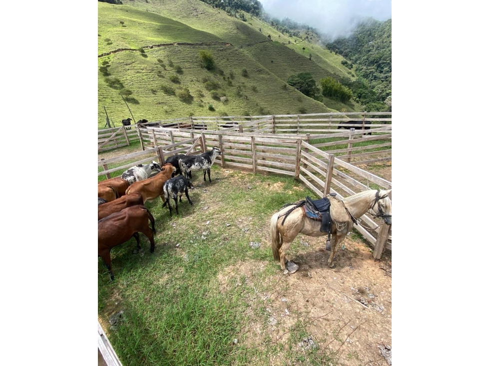 Se vende Finca Naranjal - Roldanillo - 2