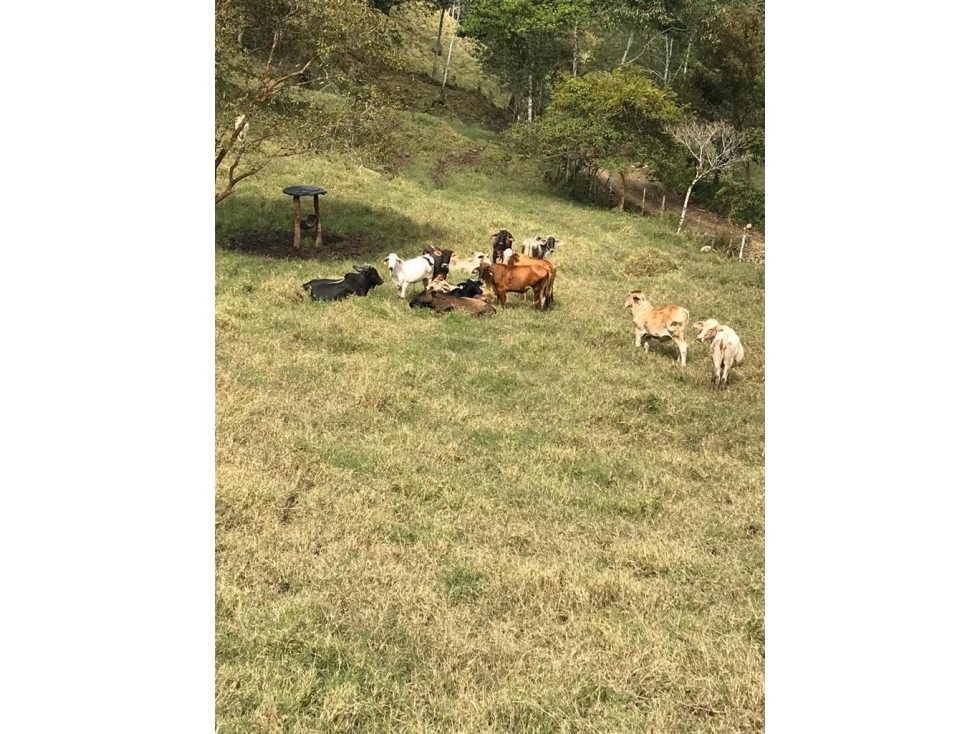 Se vende Finca Pueblo Rico Risaralda - 2