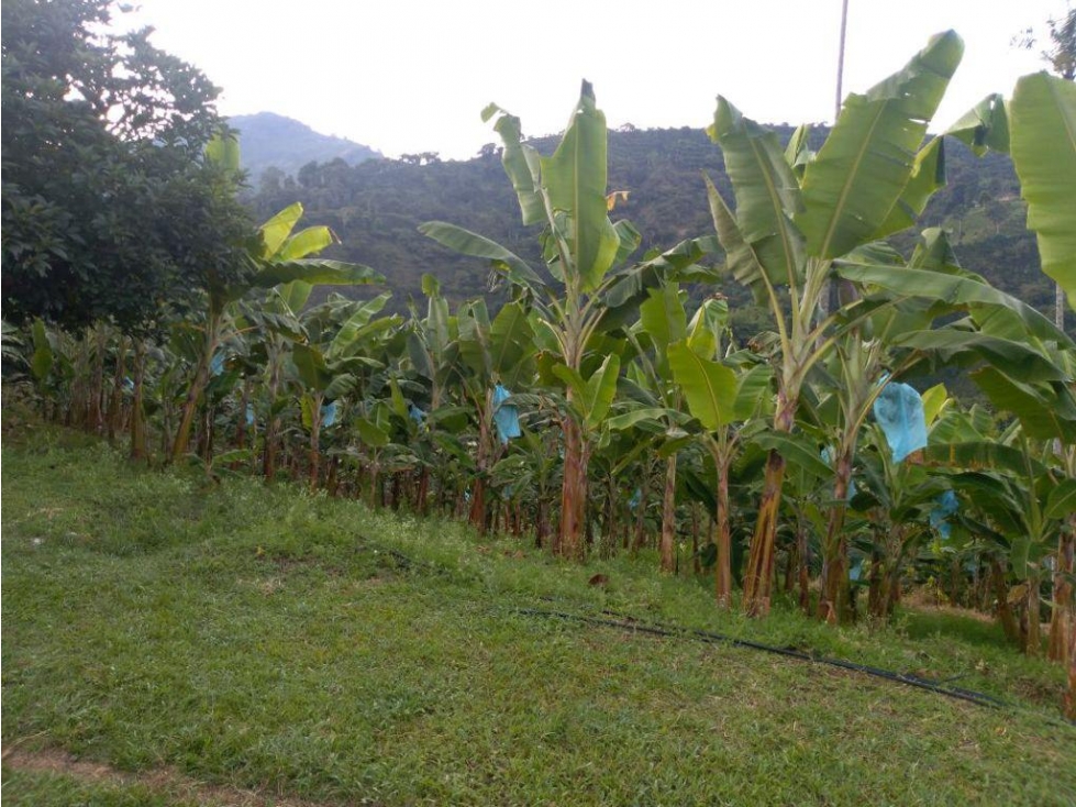 Se Vende Finca En Pijao - Quindío - 5
