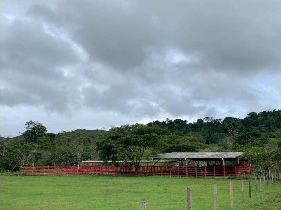 Se Vende Finca Ganadera En Puerto Boyaca - 5