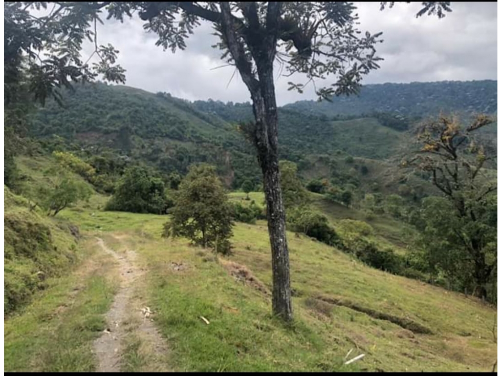 Se Vende Finca Ubicada en Génova - Quindío - 2