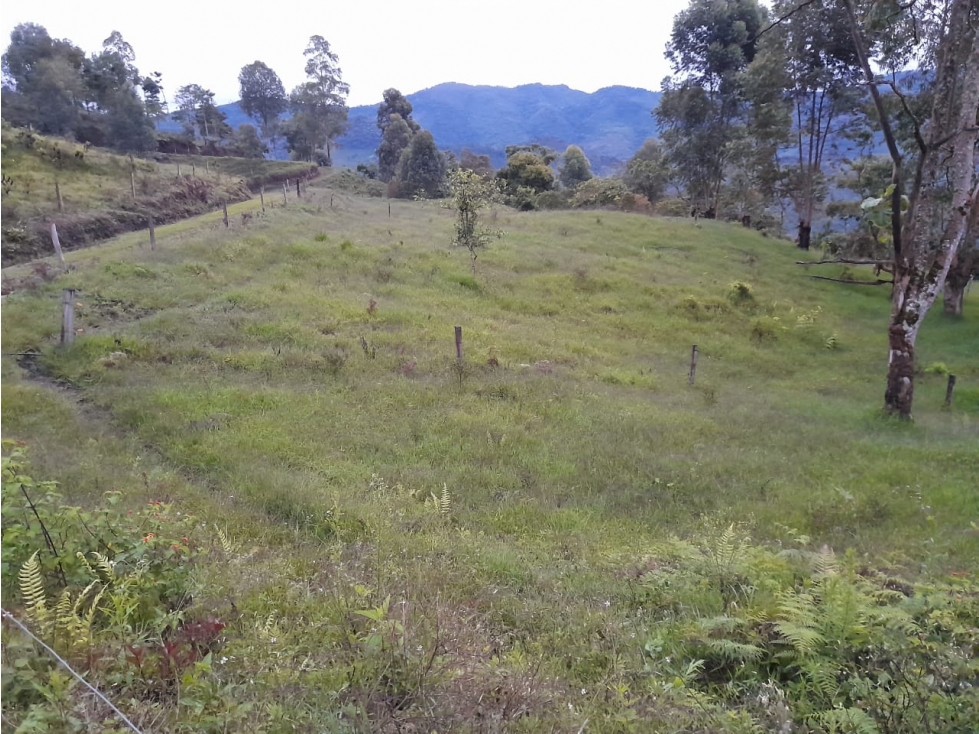 Se Vende Finca en Génova - Quindío - 5