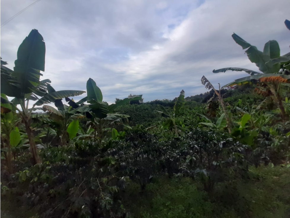 Se Vende Finca En La Y De Calarcá Quindío. - 5