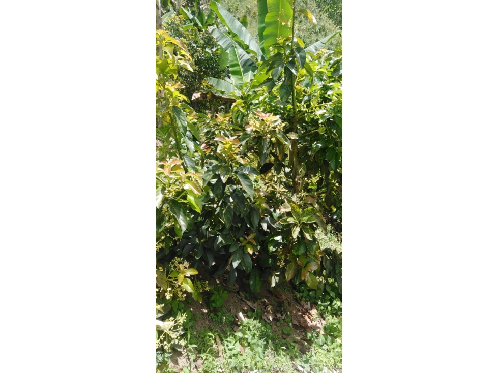 Se vende Finca Ansermanuevo Valle del Cauca - 2