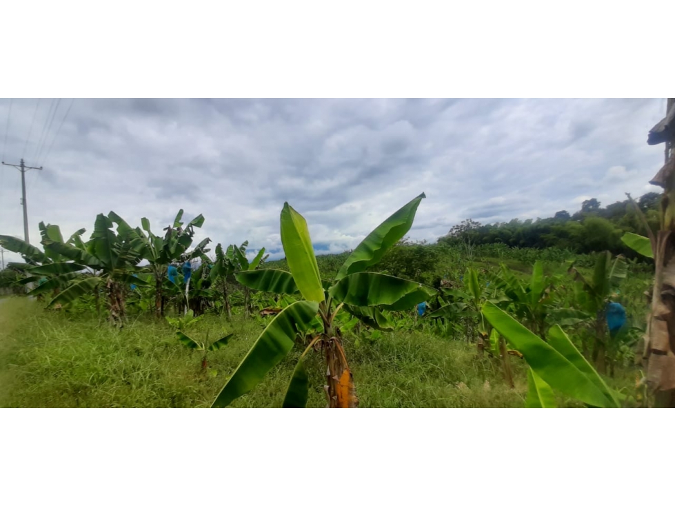 Se vende Finca Pueblo Tapao Quindío - 2