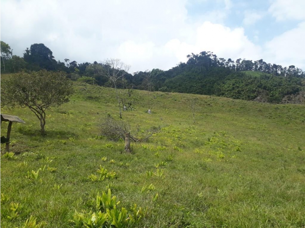Se vende Finca Pueblo Rico Risaralda - 5